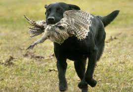 Hunter Retriever Demos at JCTS